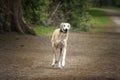 Rescue Lurcher running towards the camera