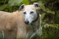 Rescue Lurcher up close headshot looking to the camera