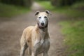 Rescue Lurcher up close looking to the camera on a forest path