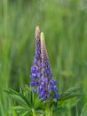 Rescue and preservation of rare plants. IUCN Red List. A rare perennial plant from the IUCN Red List - purple lupine on a blurred