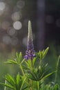 Rescue and preservation of rare plants. IUCN Red List. A rare perennial plant from the IUCN Red List - purple lupine on a blurred