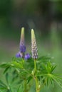 Rescue and preservation of rare plants. IUCN Red List. A rare perennial plant from the IUCN Red List - purple lupine on a blurred