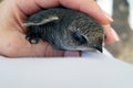 Rescue of a swift that fell out of the nest