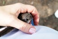 Rescue of a swift that fell out of the nest