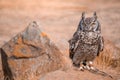 A rescued African spotted owl africanus bubo at a birds of prey show, South Africa