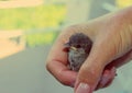 Rescued baby sparrow in hand. Small bird.