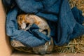 rescued baby squirrel sleeps in a box. depleted