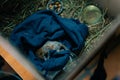 rescued baby squirrel sleeps in a box. depleted