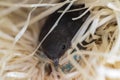 Rescued Baby swallow in improvised nest