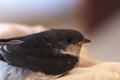 Rescued baby swallow