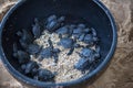 Rescued small baby turtles hatchling in the bucket ready for release into the sea or ocean Royalty Free Stock Photo