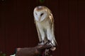 Rescued barn owl against barn background