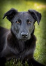 A rescued black dog nature background