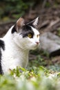 A rescued black and white cat