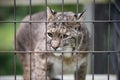 Rescued Bobcat Lynx in Cage