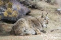 Rescued bobcat in open area outdoors at wildlife sanctuary park