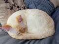 Red Point Siamese pet cat peacefully sleeping on beige and grey comforter and pillows