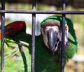 Rescued Caged Macaw