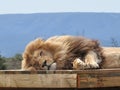 Close-up of a sleeping lion on a scaffold Royalty Free Stock Photo