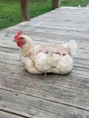 Rescued chicken now a pet lays or sits on a deck with a cover or blanket on its back to protect its skin from sunburn.