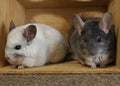 Rescued chinchillas