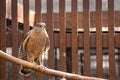 A Cooper`s Hawk perched on a branch at the zoo.