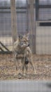 Rescued coyote Royalty Free Stock Photo