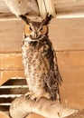 Rescued Great Horned Owl