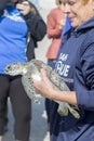 Rescued Green Sea Turtle Closeup