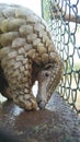 Rescued Indian pangolin or anteater or Kidikhau Manis crassicaudata Royalty Free Stock Photo