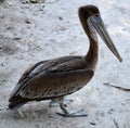 A Rescued Juvenile Brown Pelican