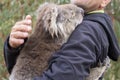 Rescued koala in australia after bush fire