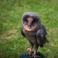 Rescued melanistic Barn owl. Tyto alba.