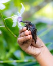 Rescued newborn baby bird holding closely to the flowers by kind women`s hand. Crimson-backed sunbird hatchling abandoned by