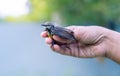 Rescued newborn baby bird holding softly in the fingers by a kind girl. Crimson-backed sunbird hatchling abandoned by parent birds