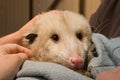 Rescued opossum animal care