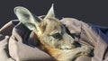 A rescued baby orphaned joey