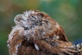 Rescued owl eyes closed