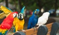 Rescued parrost perched on a bench at a public park Royalty Free Stock Photo