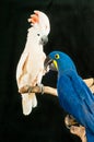 Rescued parrots Royalty Free Stock Photo