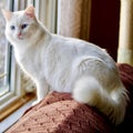 Closeup of Turkish Angora Cat Royalty Free Stock Photo