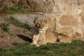 The rescued Romanian Lions