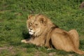 The rescued Romanian Lions