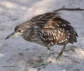 Rescued Sanderling