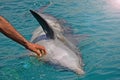 The rescued smiling dolphin holds its flippers with human hands. Sea dolphin Conservation Research Project in Eilat, Israel.