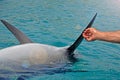 The rescued smiling dolphin holds its flippers with human hands. Sea dolphin Conservation Research Project in Eilat, Israel.