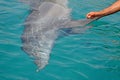 Rescued smiling young dolphin holds its flippers with human hands. Sea dolphin Conservation Research Project in Eilat, Israel.