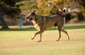 Rescued street dog having fun