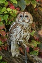 Rescued Tawny Owl