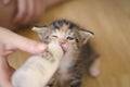 Rescued tiny baby cat hand fed with milk from a nursing bottle Royalty Free Stock Photo